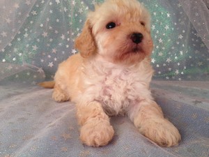 Bichon Poodle Puppies for sale|By Bichon poo Breeders in IA|Female Bichon Poo #6 Born Feb. 5th 2013